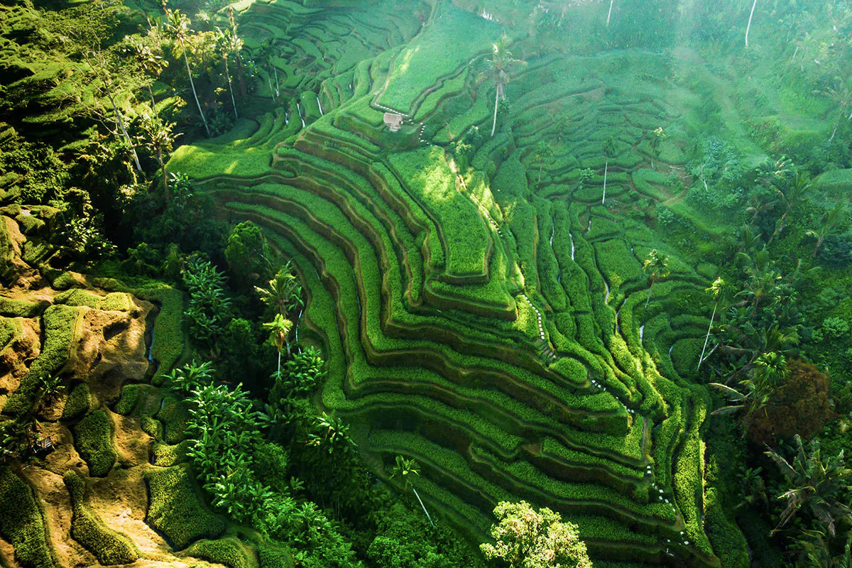 image source: https://www.indonesia.travel/content/dam/indtravelrevamp/en/destinations/bali-nusa-tenggara/bali/bali/tegallalang-rice-terrace-a-charm-of-the-green-in-ubud/view.jpg