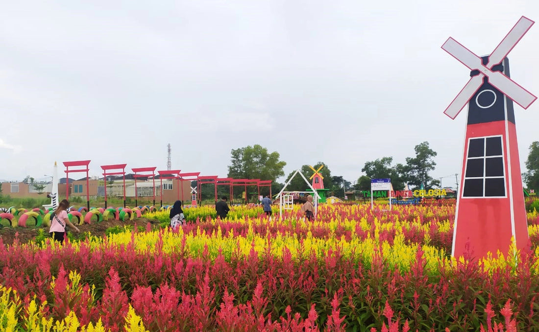 image source: https://rehatnews.com/wp-content/uploads/2021/04/celosia1.jpg