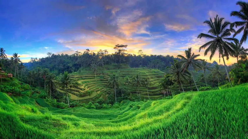 pemandangan indah terasering sawah di tegalalang bali, image source: https://img.peapix.com/a0ed88762ba54c0787b6db98b39b4bbd_480.jpg