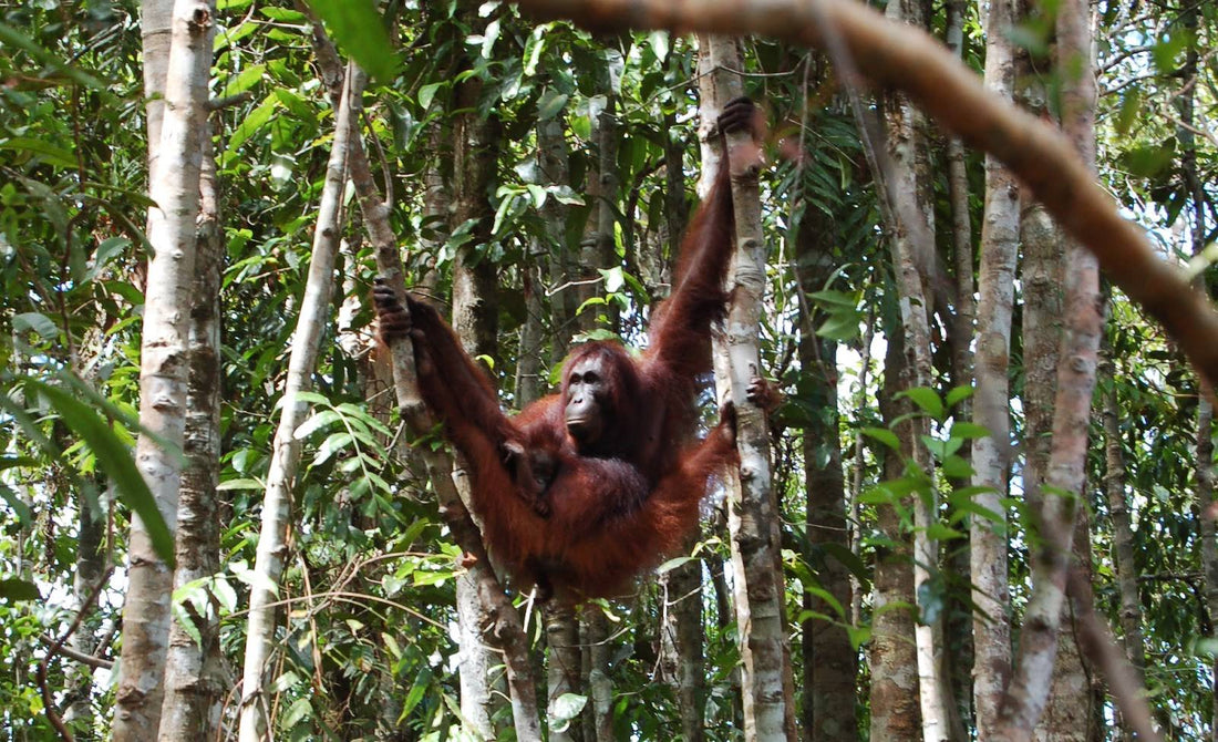 Taman Nasional Kalimantan Tengah: Tips Liburan &amp; Rekomendasi Destinasi