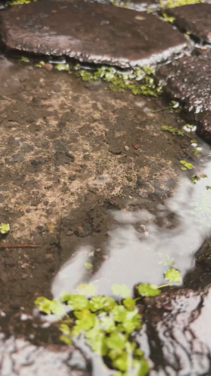 Toru Hangable Raincover